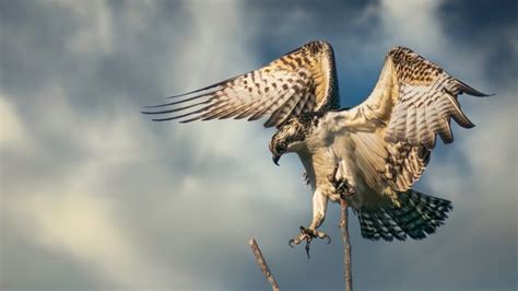 Ospreys First Breeding Pair In Ireland For Centuries Bbc News