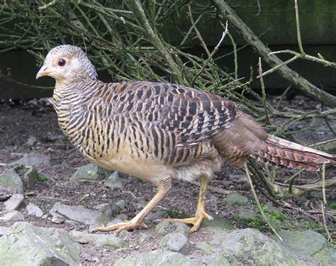 Red Golden Pheasant Chicks