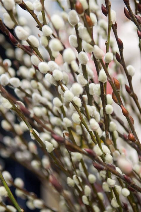 White Flowering Pussy Willow Free Shipping Wilson Bros