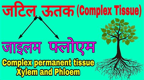 Complex Permanent Tissue Xylem And Phloem Class 9 Science Tissues