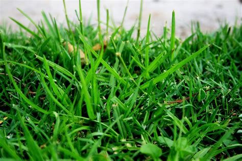 Green Blades Of Grass Free Stock Photo Public Domain Pictures