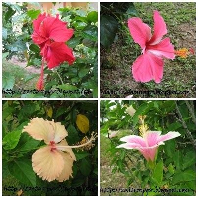 Bunga raya malaysia telah diiktiraf sebagai bunga kebangsaan. P&P BAHASA MELAYU: Bunga Kebangsaan Malaysia