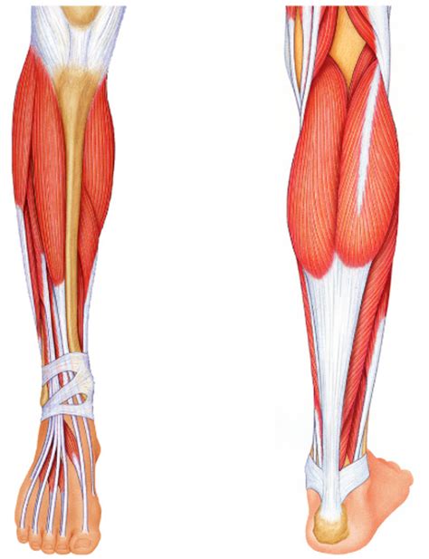 Muscles Of The Lower Leg Identification Diagram Quizlet