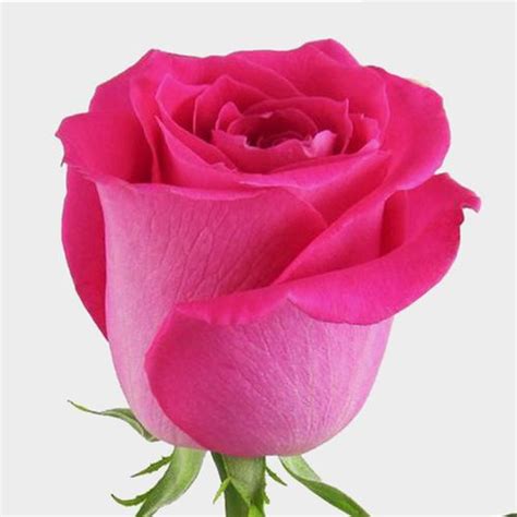 Rose Flower Photos Hot Premium Beautiful Hot Pink Roses Globalrose