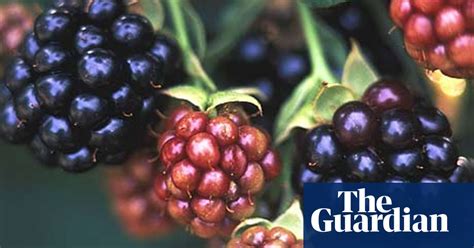 Fruit For Free Gardens The Guardian