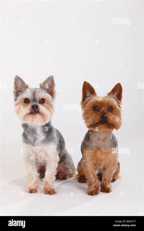 Maltese Yorkshire Terrier Stock Photos And Maltese Yorkshire Terrier
