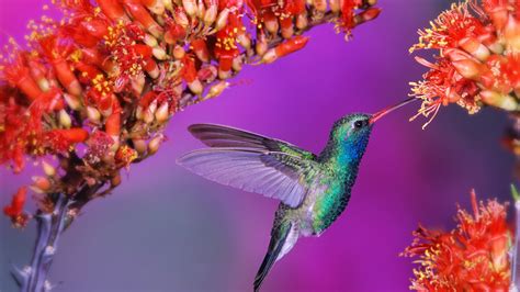 Beautiful Birds Hummingbird Wallpaper 1920x1080 Full Hd Resolution