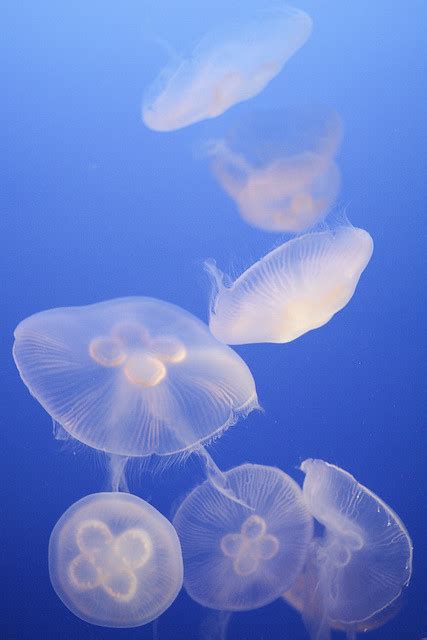 Jellyfish Chesapeake Bay Program