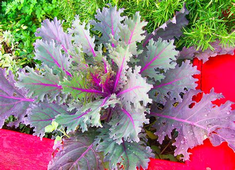 The Top 10 Most Delicious Kale Varieties For Leafy Green Enthusiasts