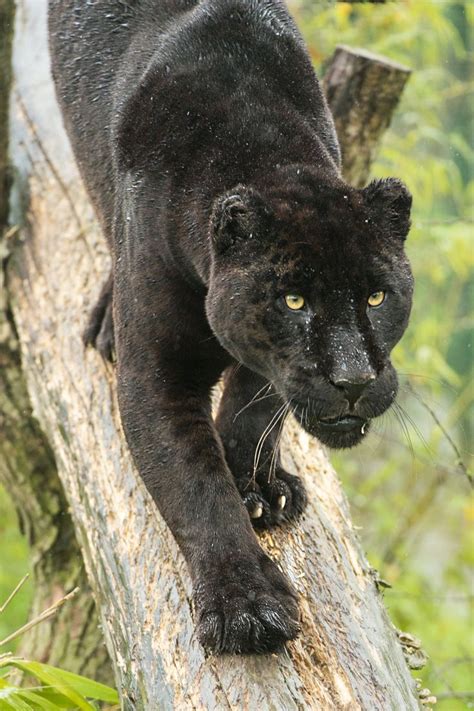 Black Jaguar By Colin Langford On 500px Rare Animals Black Jaguar