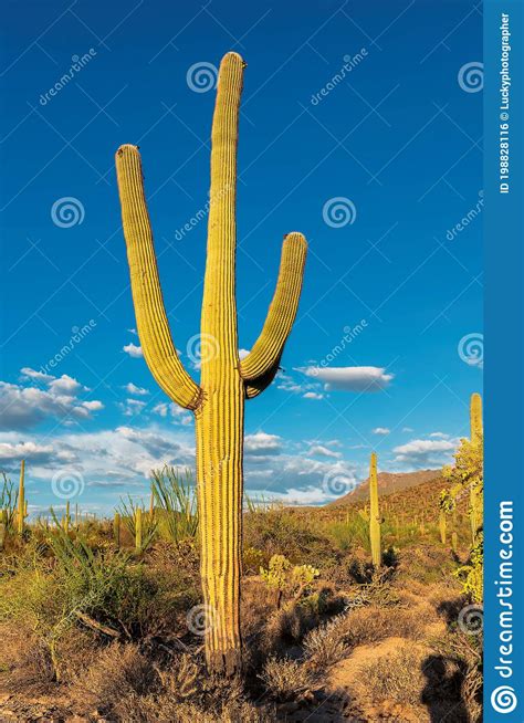 Saguaros Cactus At Sunset In Sonoran Desert Near Phoenix Arizona