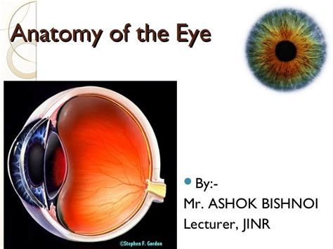 Ppt On Eye Anatomy
