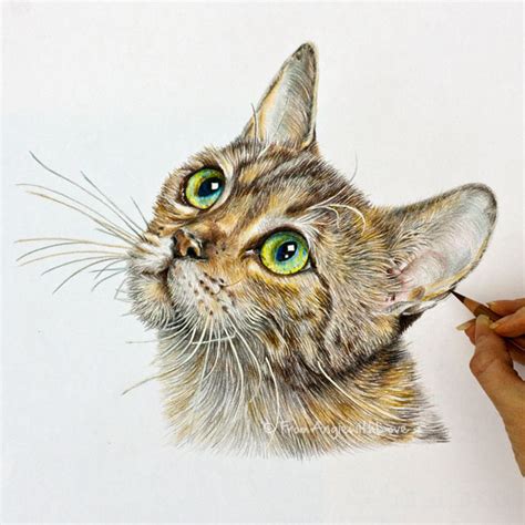 Tabby Coloured Pencil Cat Portrait Hand Drawn By Angie X