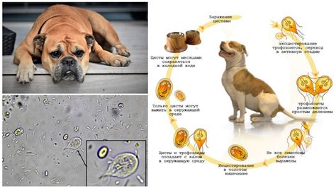 Giardia In Dogs Symptoms And Treatment