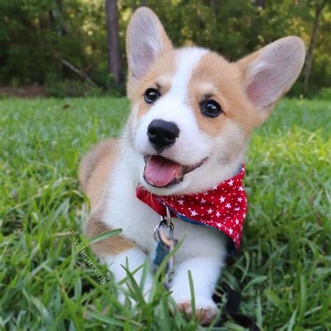 Join Our Corgi Community On Instagram “happiness Abounds ️ 👫 Tag A Friend 👉 Follow