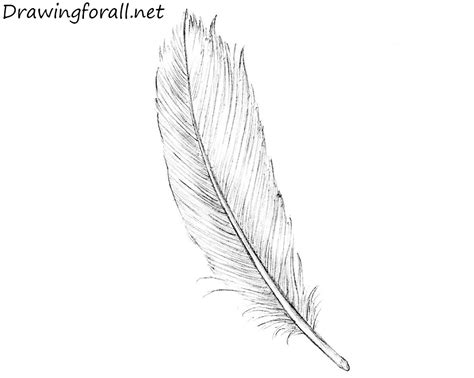 Https://tommynaija.com/draw/how To Draw A Big Fluffy Feather