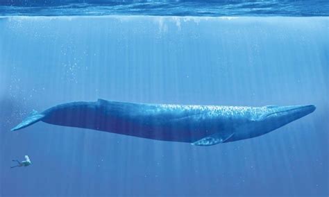 How Big Is A Blue Whale Compared To A Human