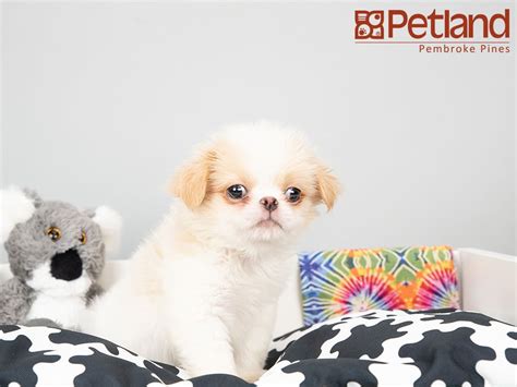 Buy japanese chin collectables and get the best deals ✅ at the lowest prices ✅ on ebay! Petland Florida has Japanese Chin puppies for sale ...