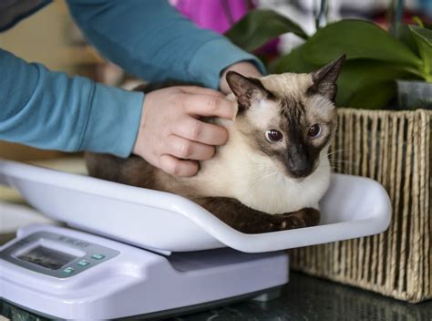 Ensuring Proper Veterinary Care For Your Cat Just Cats Clinic