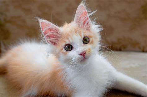 Eight Of The Best Cat Breeds For Families With Kids Pets4homes