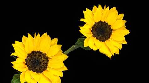 Yellow Sunflower Flowers In Black Background 4k 5k Hd Flowers