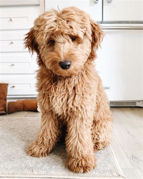 • let's discuss different generations, sizes & colors of goldendoodle. Types of Goldendoodle Colors | Mini goldendoodle puppies ...