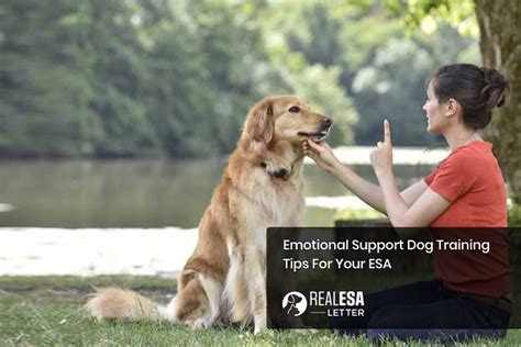 Emotional Support Dog Training Important Tips For Esa