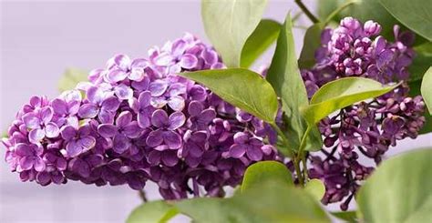 Lilac Bush Facts How To Grow It Care Tips And More
