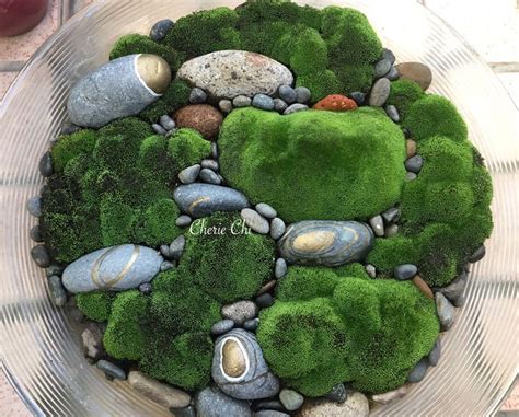 Hows Moss Growing Moss Garden By Cherie Chi 之 牛角苔成長史 Growing Moss