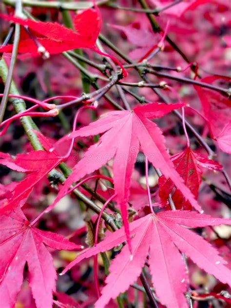 Autumn Japanese Maples Yellow Leaves Trees Nature Lakes Pink