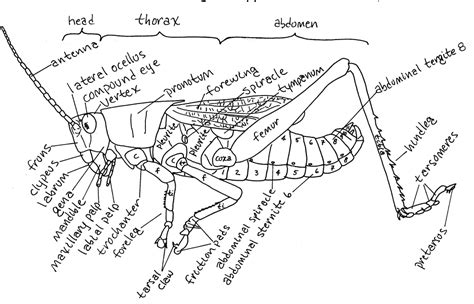 Grasshopper Internal Anatomy Diagram 1 Wiring Diagram Source