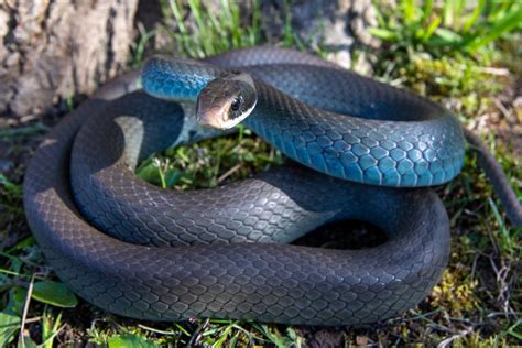 Racing For Survival Ontarios Blue Racer Canadian Geographic