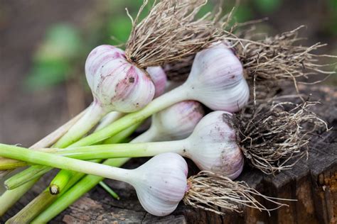 How To Grow Garlic In Your Garden 2021 Easily Grow Food