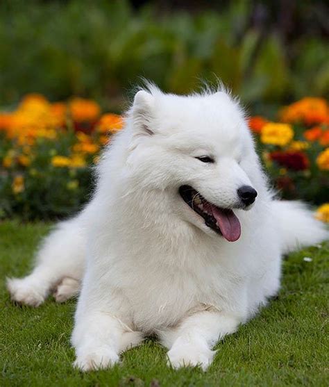 Samoyed 13 Favorite White Dog Breeds Origin Russia