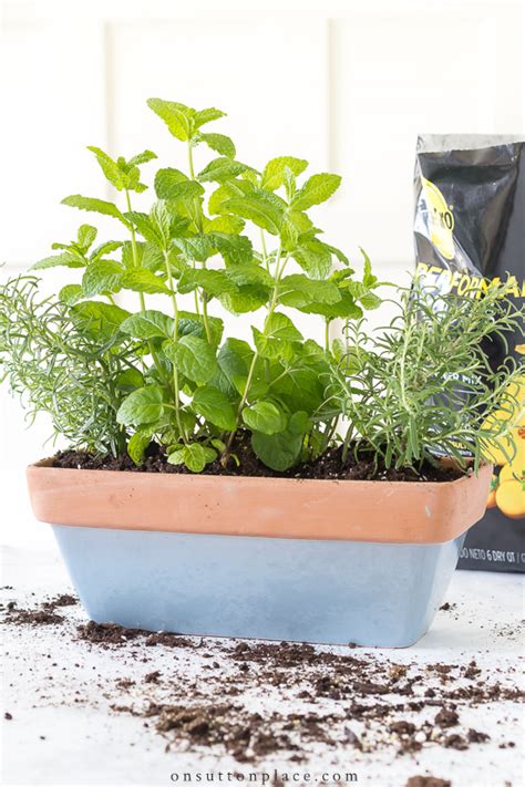 Most herbs are natural to grow. Small Herb Garden for the Kitchen | On Sutton Place