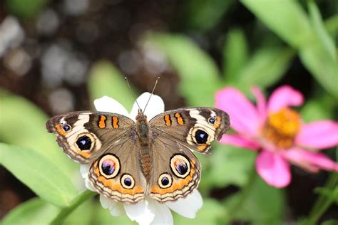 Beautiful Buckeye Butterfly Photograph By Christiane