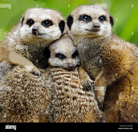 Portrait Of Three Meerkats South Africa Stock Photo Alamy