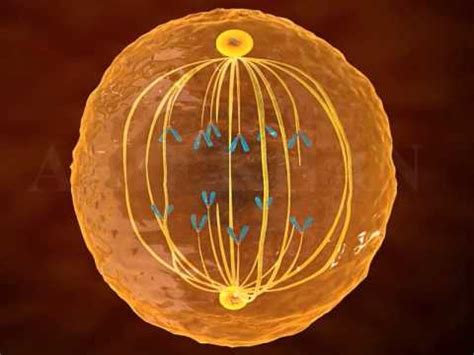 Mitosis D Animation Phases Of Mitosis Cell Cycle And Cell Division
