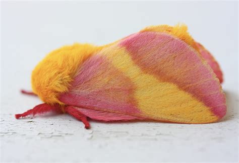 The Pink Fluffy Rosy Maple Moth The Most Beautiful Moth Of Them All