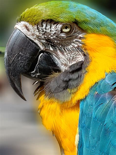 Parrot Free Stock Photo Public Domain Pictures