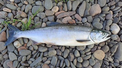 Scottish Anglers Asked To Remain Vigilant As Non Native Pink Salmon