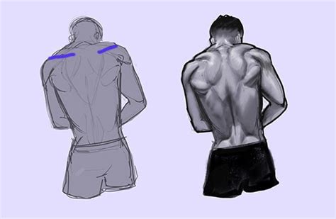 How To Draw The Human Back A Step By Step Construction Guide Gvaats