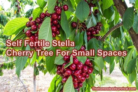 Self Fertile Stella Cherry Tree For Small Spaces The Homestead Survival