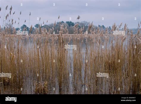 Lake Reeds On Frozen Pond Hi Res Stock Photography And Images Alamy