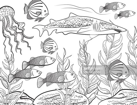 Underwater School Of Fish Adult Coloring Book Page High-Res Vector