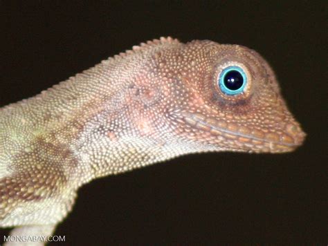 Close Up On The Lizard With Blue Eyes Found In The Malaysian Rainforest