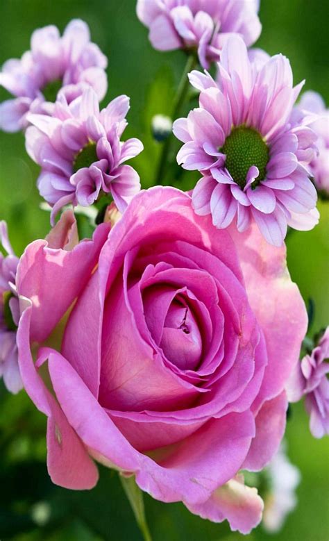 Floral Flowers Photography Beautiful Garden Roses Plants