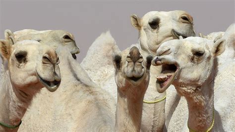 12 Camels Disqualified From Beauty Pageant In Saudi Arabia For Getting Botox Allure