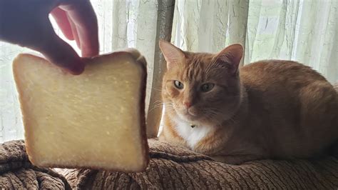 Bread Kitten Challenge Youtube