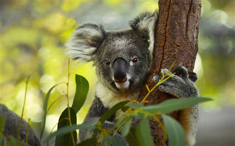 Interesting Facts About Koalas To Impress Your Date Koala Au